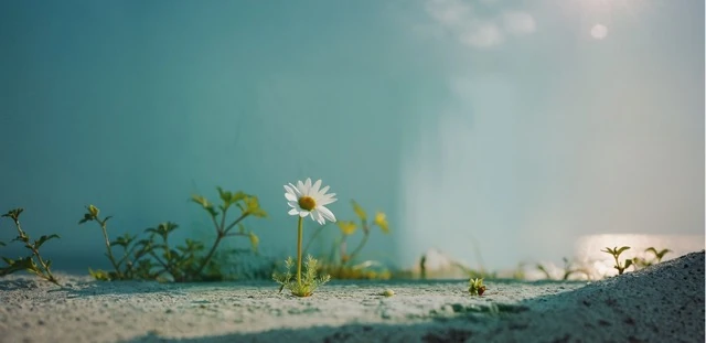 Emotional resilience personality service illustration representing a single white daisy flower blooming out of dry ground